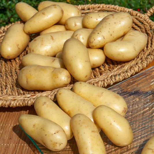 25 Pommes de terre Amandine - Bakker