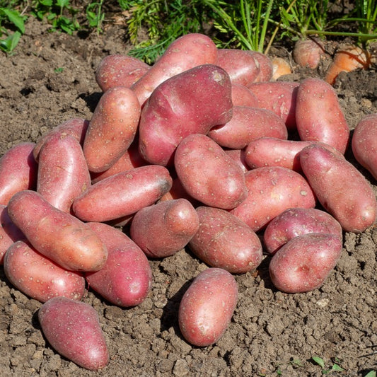 25 Pommes de terre Chérie - Bakker