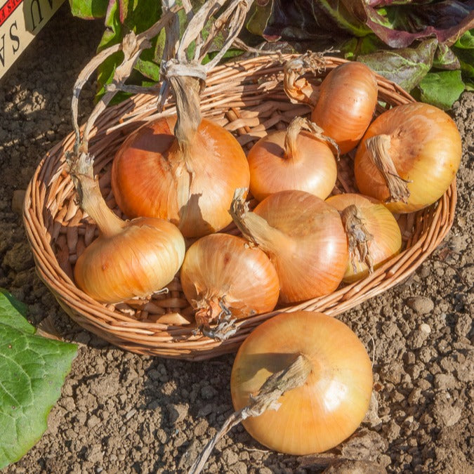 Oignon jaune - Allium cepa Paille des Vertus - Bakker