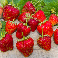 20 Fraisiers Maxim - Fragaria maxim - Bakker