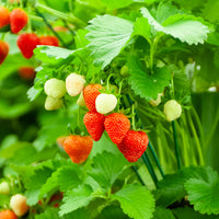 Fragaria maxim - 20 Fraisiers Maxim - 