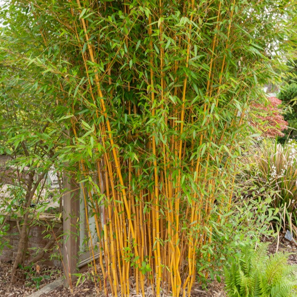 Phyllostachys aureosulcata aureocaulis - Bambou traçant jaune - Bambou