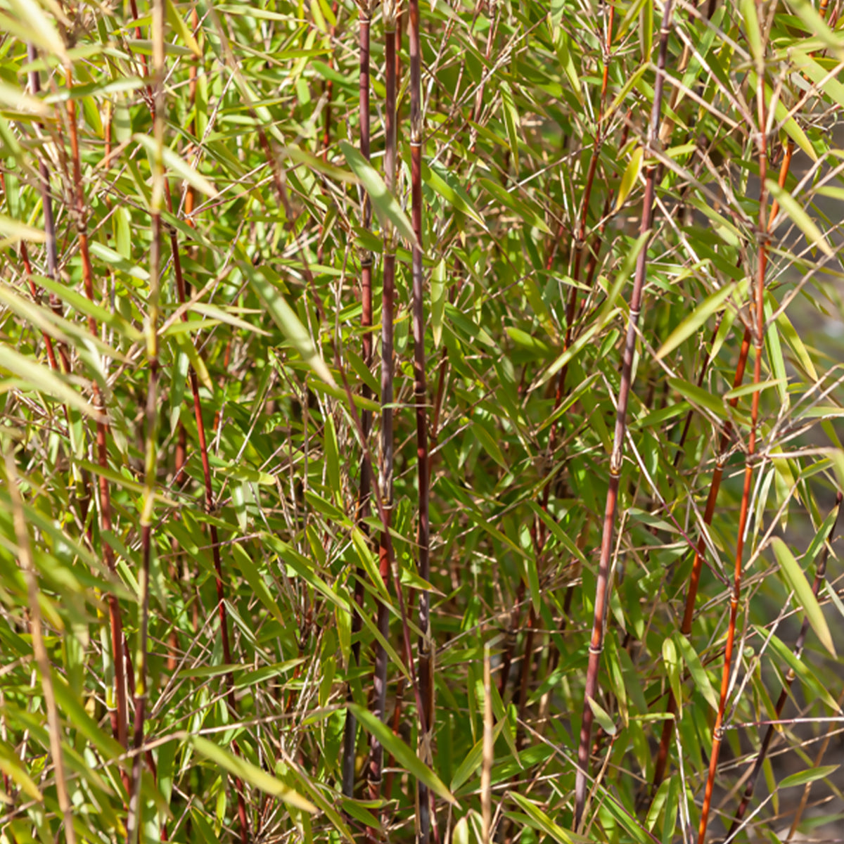 Fargesia robusta campbell, fargesia scabrida asian wonder - Collection de 2 bambous non-traçants - Bambou non invasif