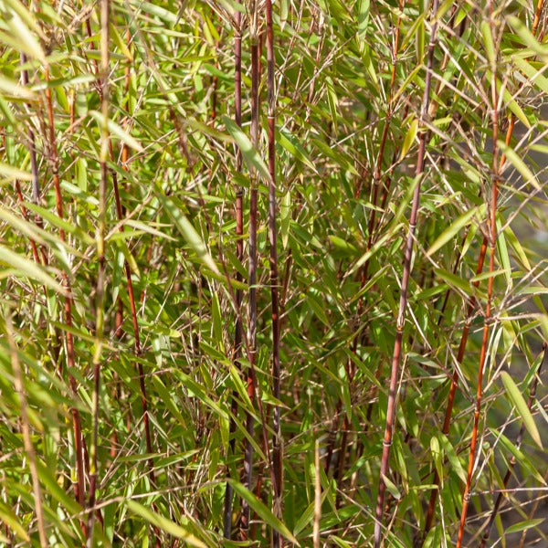 Collection de 3 arbustes pour jardin japonais - Fargesia scabrida, cornus controversa, acer palmat - Bakker