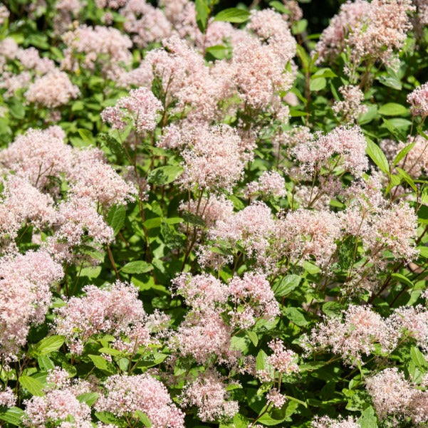 Vente Collection de 2 Céanothes - Ceanothus impressus victoria, ceanothus x pallidus