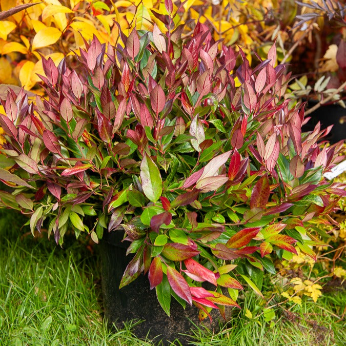 Leucothoe rouge - Bakker.com | France