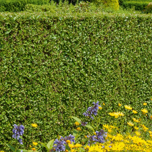 Bakker - Troène de Californie - Ligustrum ovalifolium