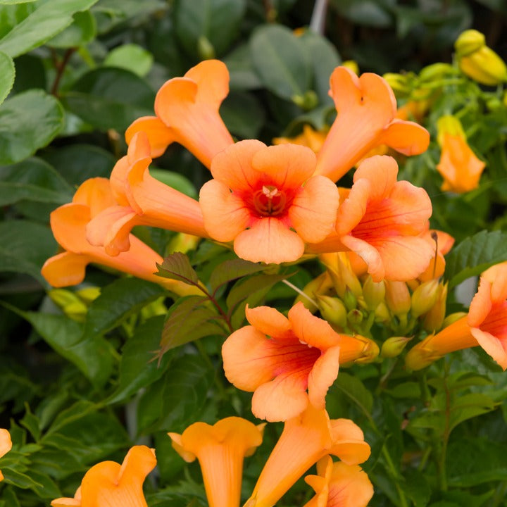 Bakker - Bignone 'Indian Summer' - Campsis tagliabuana indian summer ®