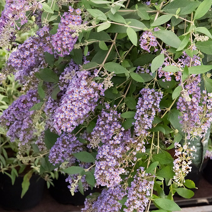 Buddleja dreaming lavender - Arbre à papillons Dreaming Lavender - Arbre à papillons - Buddleja