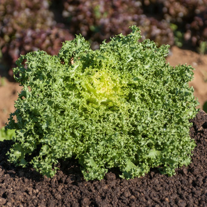 Chicorée frisée De Ruffec - Bakker