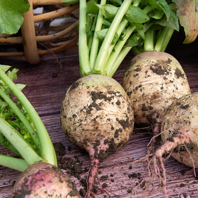 Radis Red Meat - Raphanus sativus red meat - Bakker