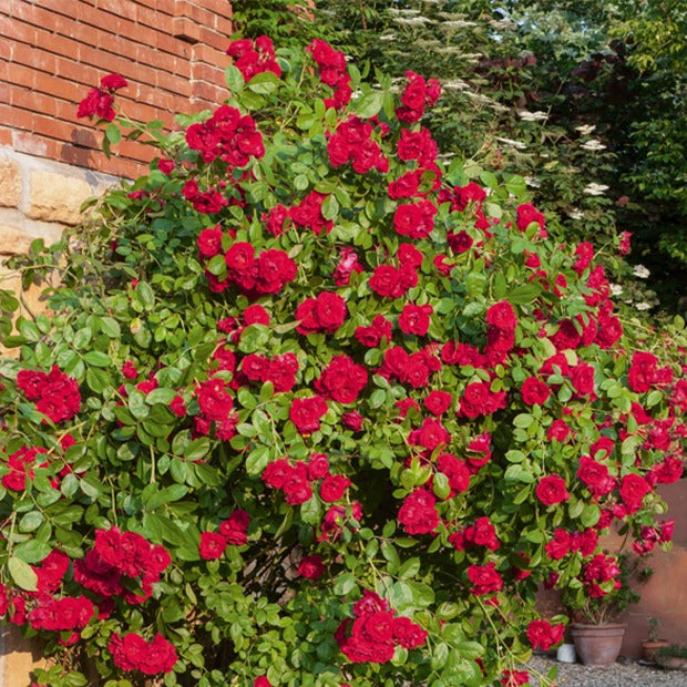 Rosa - Rosier grimpant rouge - Rosiers grimpants