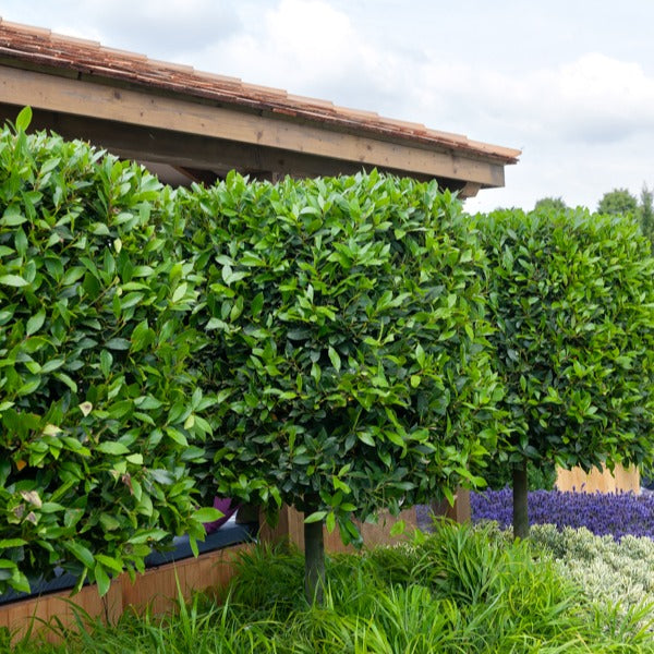 Vente Laurier-sauce - Laurus nobilis