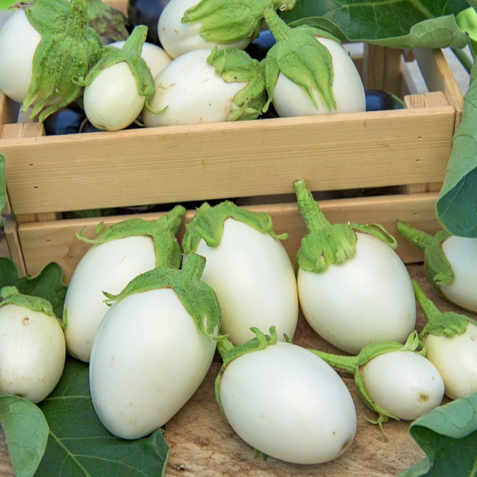Graines d'aubergine - Aubergine Blanche ronde à oeufs - Solanum melongena blanche ronde à oeufs