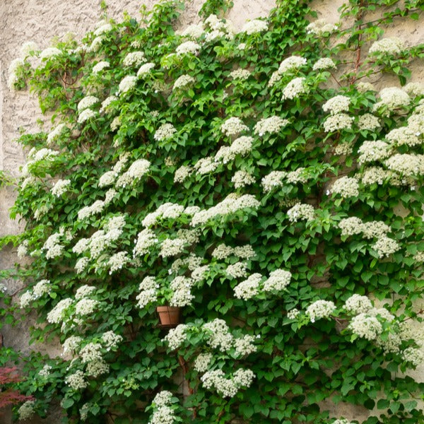 Hortensia grimpant - Hydrangea anomala petiolaris - Bakker