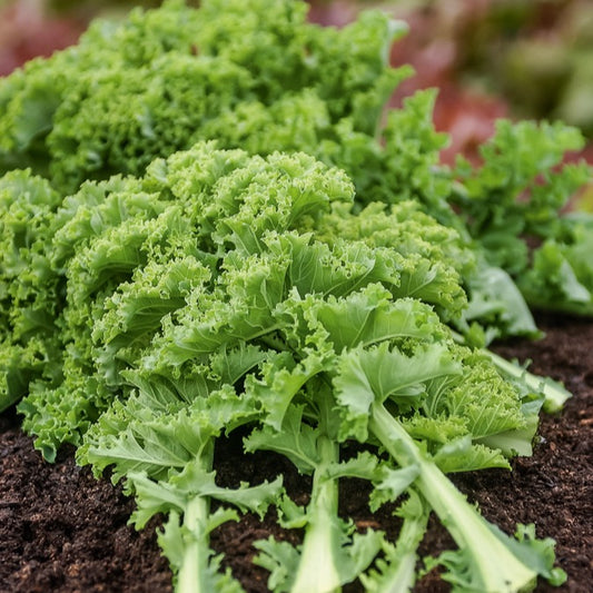 Chou frisé Vert demi nain Kale - Bakker