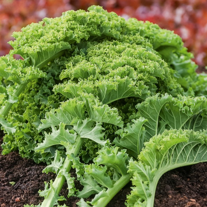 Chou frisé Vert demi nain Kale - Brassica oleracea vert demi nain - Bakker