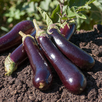 Aubergine Violette de Barbentane - Solanum melongena violette de barbentane - Graines