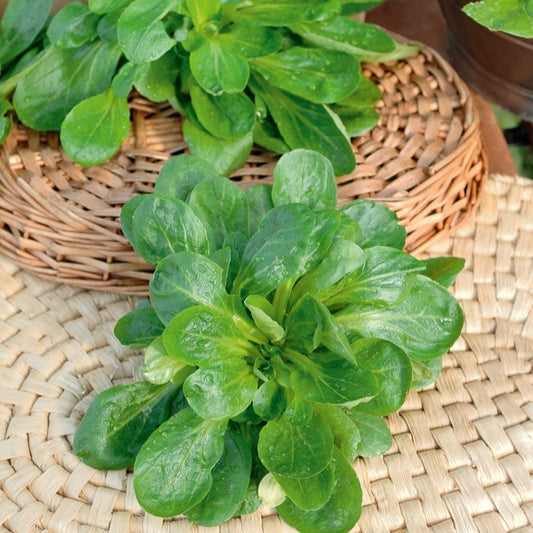 Mâche Gala - Bakker