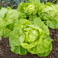 Collection 6 mois de laitues (grosse blonde, tremont, merveille des 4 - Collection de 6 mois de salades - Graines de salades