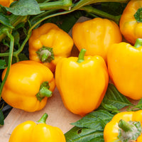 Graines de piments - Poivron 'Yellow California Wonder' - Capsicum annuum California Wonder yellow