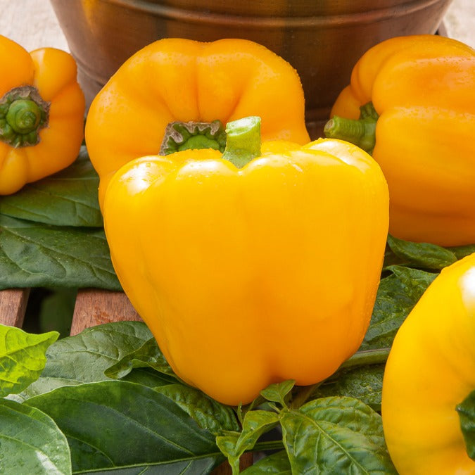 Poivron 'Yellow California Wonder' - Capsicum annuum California Wonder yellow - Bakker