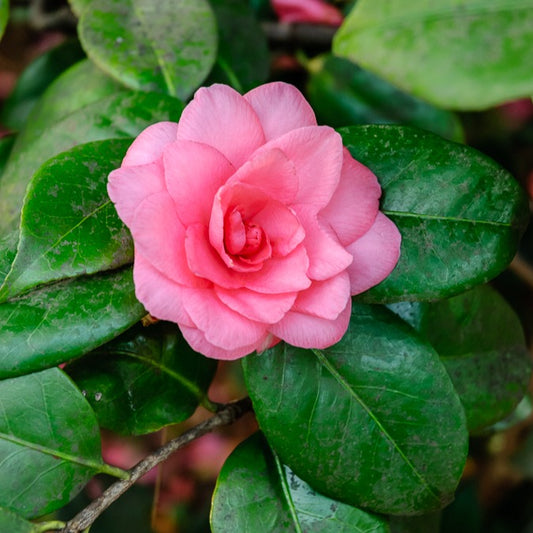 Camélia du Japon à fleurs doubles roses