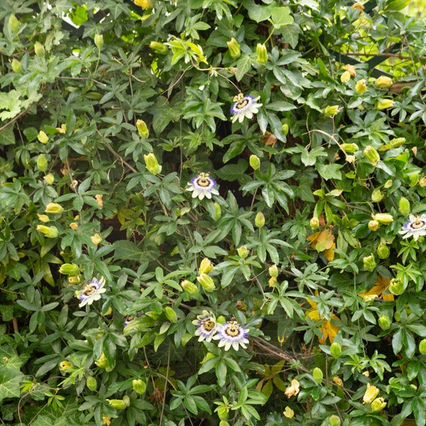 Bakker - Passiflore bleue - Passiflora caerulea