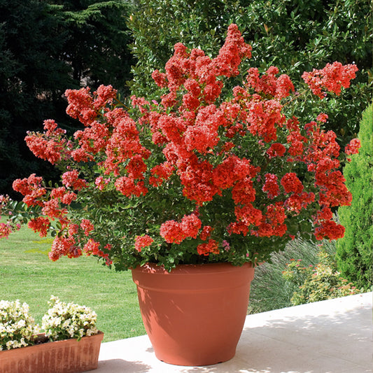 Lilas des Indes rouge - Lagerstroemia indica Red Imperator - Arbustes