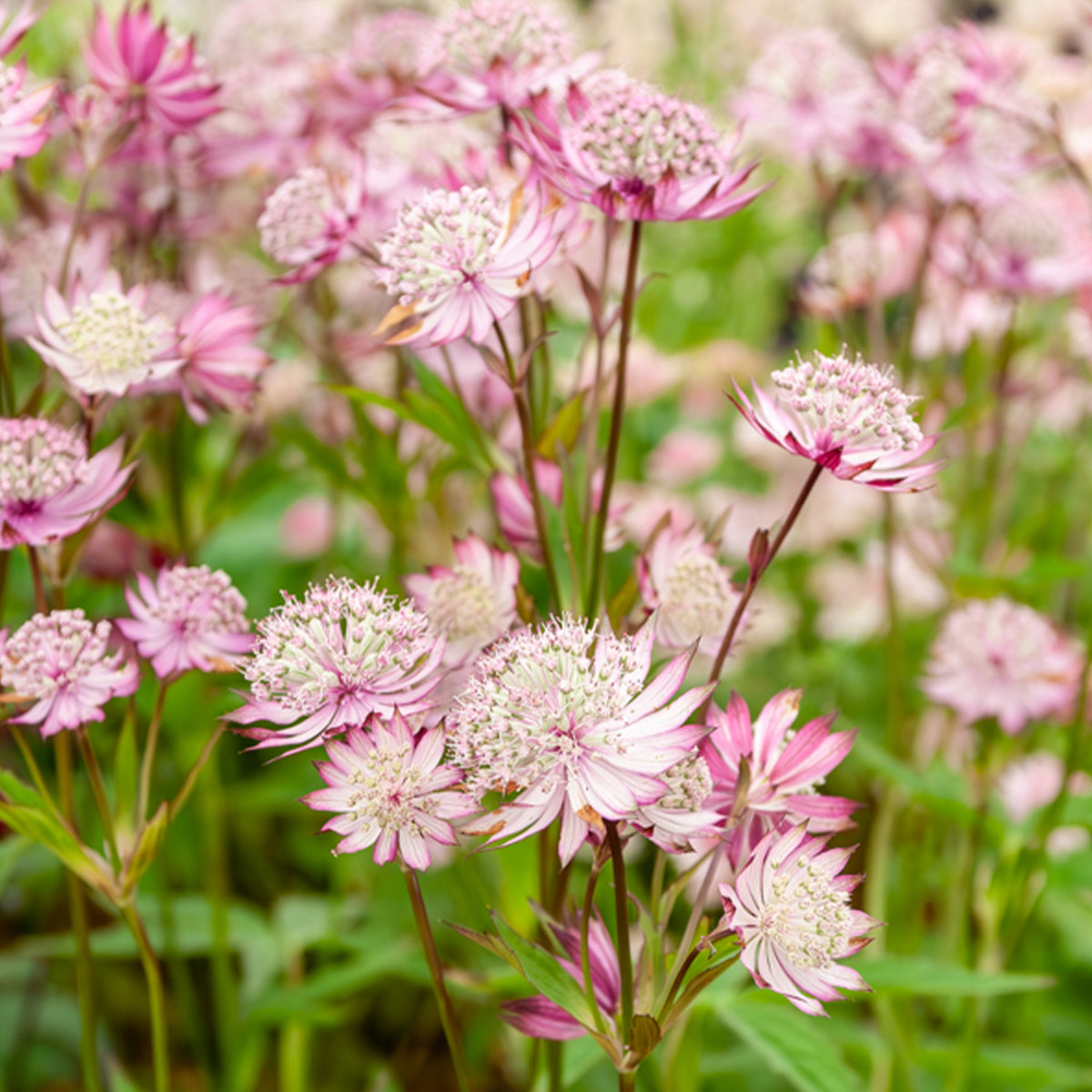 Astrantia major rosea - 3 Astrances Major rosea - Astrance