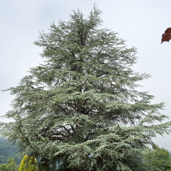 Cedrus atlantica glauca - Cèdre bleu de l'Atlas - Conifères