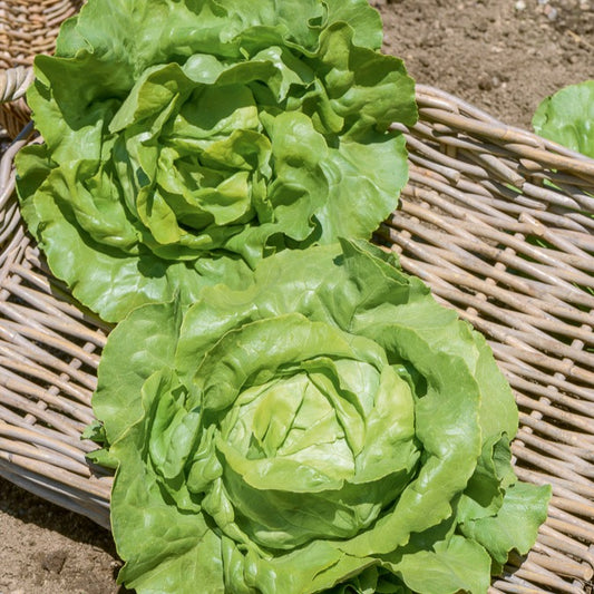 Laitue pommée Sylvesta - Bakker