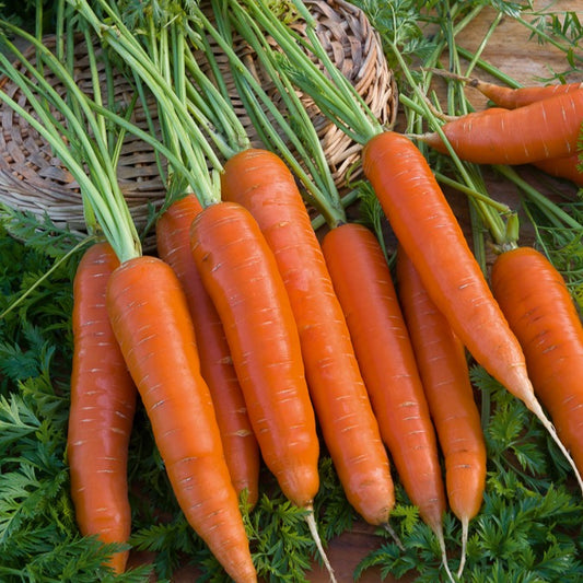 Carotte Berlicum 2 - Bakker
