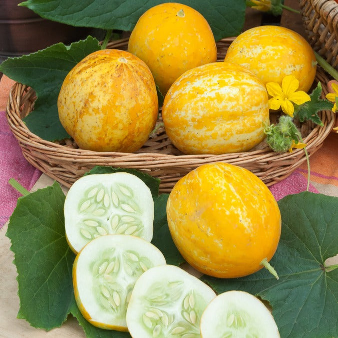 Graines Concombre rond Lemon | Bakker.com