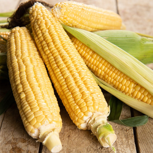 Maïs sucré Golden Bantam Bio - Bakker