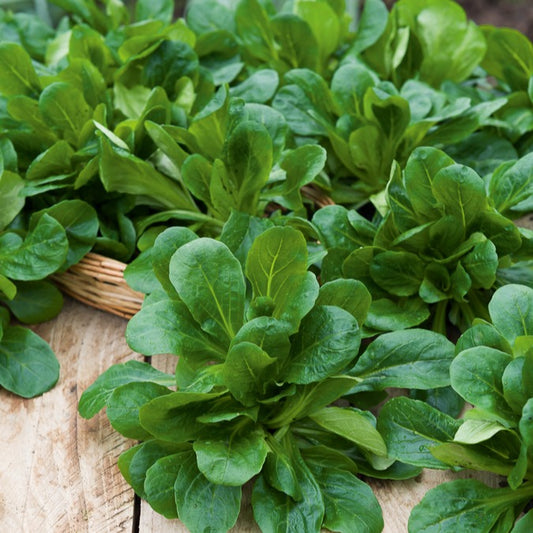 Mâche Favor - Bakker