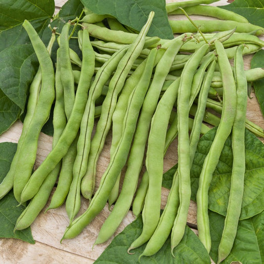 Haricot à rames Neckarkönigin - Bakker