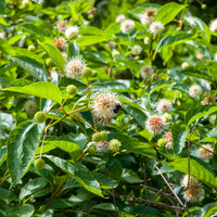 Arbustes fleuris - Bois-bouton sur tige - Cephalanthus occidentalis