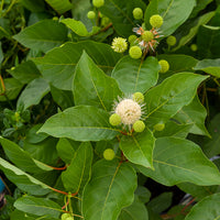 Vente Bois-bouton sur tige - Cephalanthus occidentalis