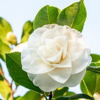 Camellia japonica, Arundinaria murielae, Acer palmatum Atropurpureum - Collection de 3 arbustes pour terrasse et jardin japonais - Arbustes