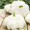 Courge pâtisson blanc - Bakker