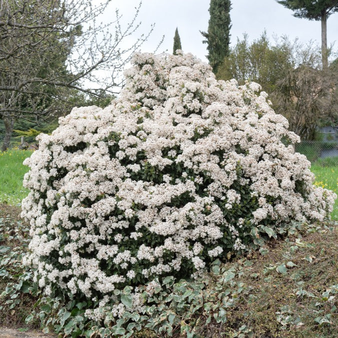 Laurier tin - Arbustes fleuris - Viburnum tinus