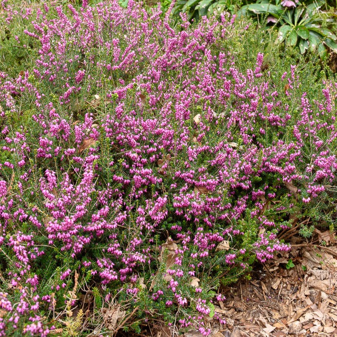 Erica darleyensis furzey - Bruyère d'hiver Furzey - Bruyères