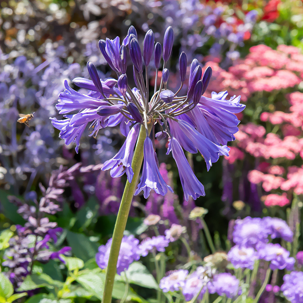 Agapanthes - Agapanthe Black Pantha - Agapanthus Black Pantha