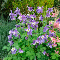 Ancolie des jardins - Bakker