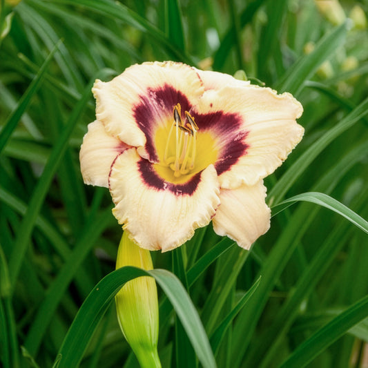 Hémérocalle Canadian Border Patrol - Bakker