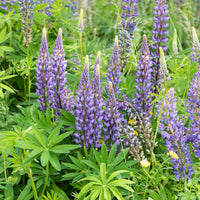 Lupin Gallery Blue - Lupinus Gallery Blue - Bakker