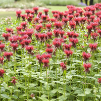 Monarde Cambridge Scarlet - Monarda cambridge scarlet - Bakker