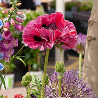 Pavot d'Orient Harlem - Papaver harlem - Plantes d'extérieur