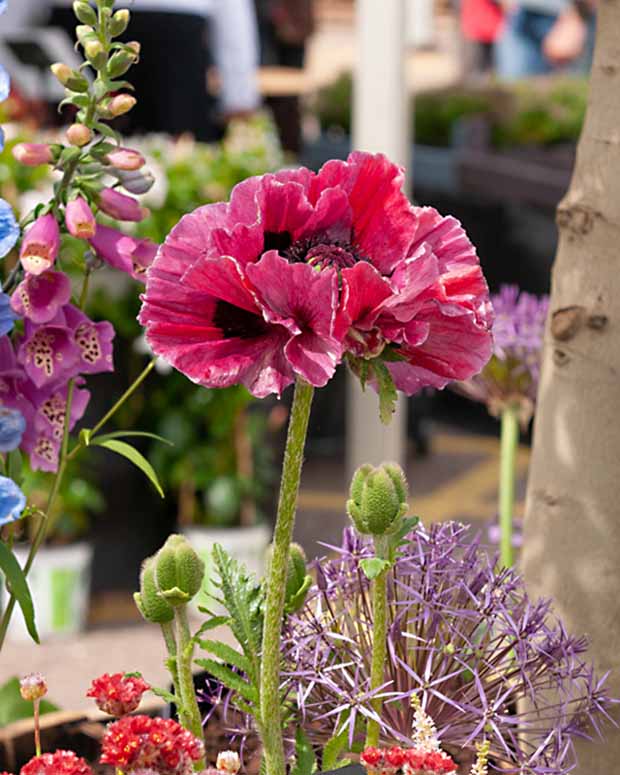 Pavot d'Orient Harlem - Papaver harlem - Plantes d'extérieur